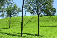 Munnar Sightseeing