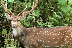 1_munnar-gallery-10