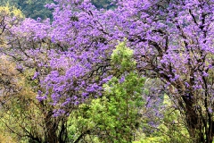 munnar-gallery-2