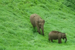 munnar-gallery-6